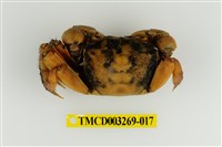 藏品(圓額新脹蟹)的圖片